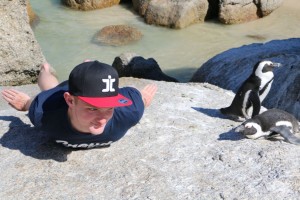 Penguins at Boulder Beach